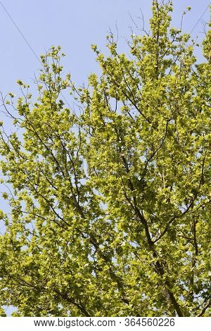 London Plane - Latin Name - Platanus X Hispanica (platanus X Acerifolia)