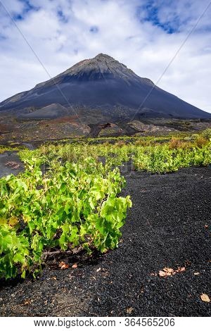 Pico Do Fogo And Vine Growing In Cha Das Caldeiras, Cape Verde