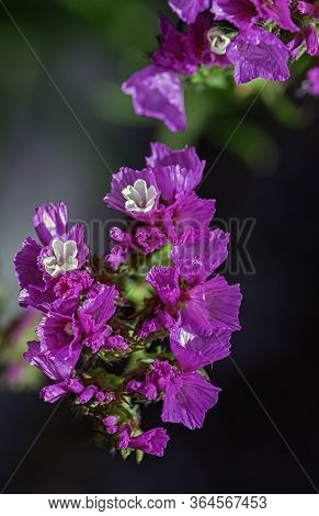 Limonium Sinuatum, Commonly Known As Wavyleaf Sea Lavender, Statice, Notch Leaf Marsh Rosemary, Sea 