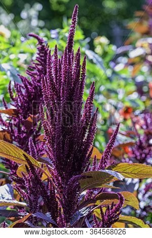Amaranthus Hypochondriacus Is An Ornamental Plant Known As Prince-of-wales Feather Or Princes-feathe