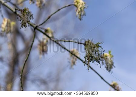 Young Branch Of Maple In Spring Against The Blue Sky. Younger Greener Leaves On A Branch