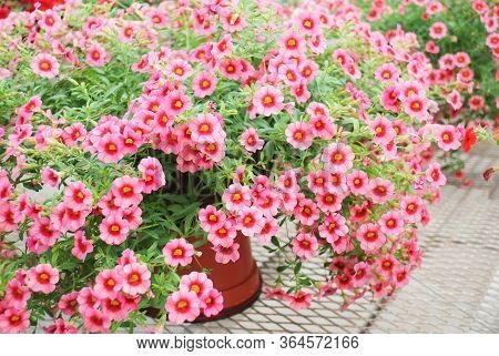 Petunia ,petunias In The Tray,petunia In The Pot, Mixed Color Petunia, Pink And Red Shade