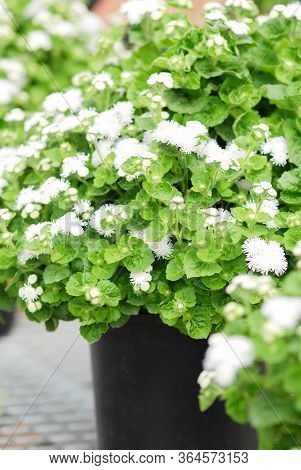 Ageratum, White Ageratum, White Pot Plants In The Black Tray.
