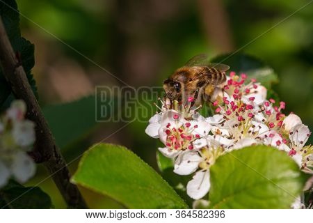 Bee Pollinating The Flowers Of Blooming Black Chokeberry