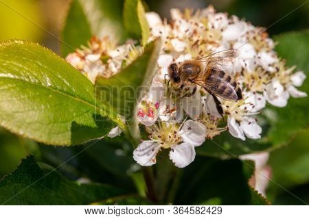 Bee Pollinating The Flowers Of Blooming Black Chokeberry