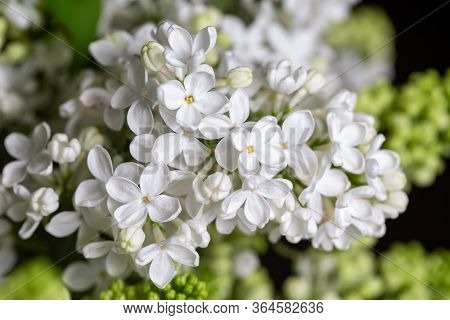 The Bouqet Of Blooming White Lilac