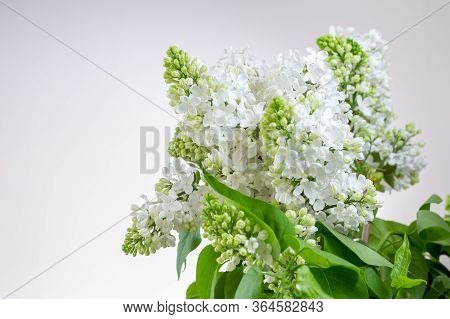 The Bouqet Of Blooming White Lilac