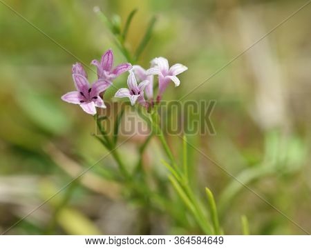Squinancywort - Asperula Cynanchica 
Pink Flowered Form