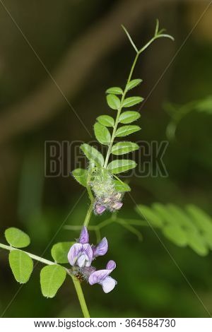 Bush Vetch - Vicia Sepium 
A Woodland Vetch With Branched Tendrils