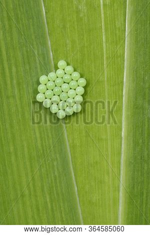 Common Green Shieldbug - Palomena Prasina 
28 Newly Laid Eggs
