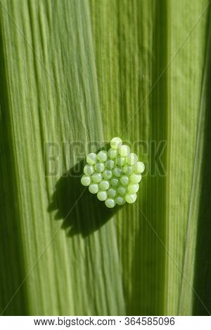Common Green Shieldbug - Palomena Prasina 
28 Newly Laid Eggs