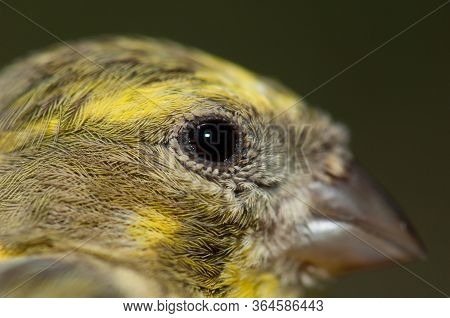 Male European Serin, Inagua, The Nublo Rural Park.