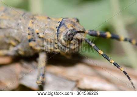 Female Of Gran Canaria Stick Grasshopper Acrostira Tamarani.