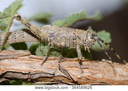 Female Of Gran Canaria Stick Grasshopper Acrostira Tamarani.