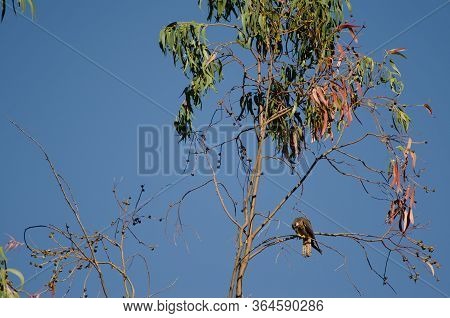 Eleonoras Falcon Falco Eleonorae Eating A Dragonfly.