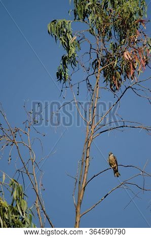 Eleonoras Falcon Falco Eleonorae On A Eucalyptus Branch.