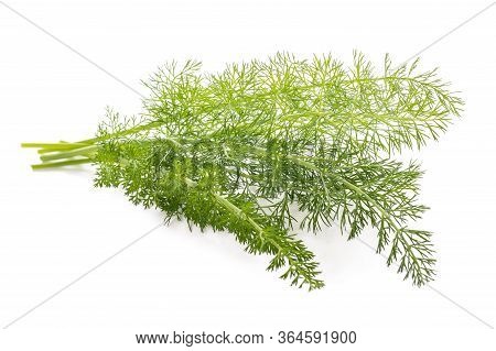 Fresh  Fennel  Isolated On A White Background