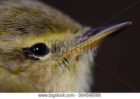 Head Of Canary Islands Chiffchaff Phylloscopus Canariensis.