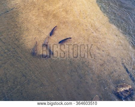 Top View Of Carp Fishes (cyprinus Carpio) In The River Onyar In Girona (catalonia - Spain)