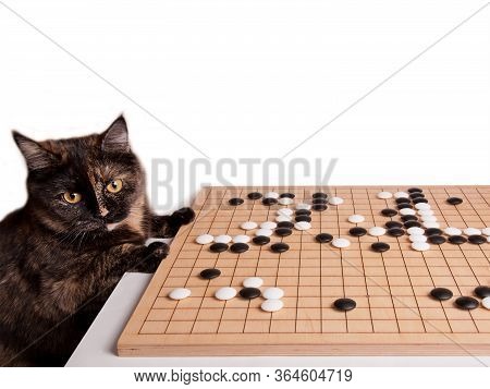 Beautiful Cat Playing Boardgame Go