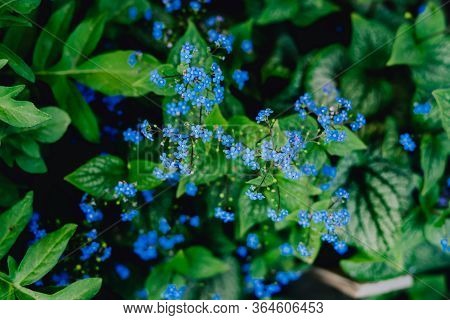 Blue Flowers Brunera. Blue Flowering Brunera Perennial Ground Cover Plant.