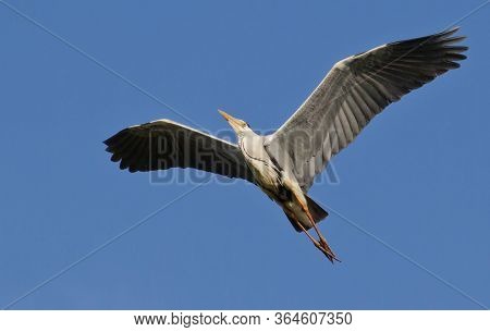 Gray Heron In Flight Against The Sky. Left Side Of The Body
