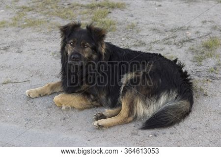 A Big Sullen Serious Brown Shaggy Stray Dog Lies On The Ground And Looks Smart Manly Eyes