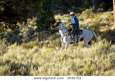 Cowboy de manhã