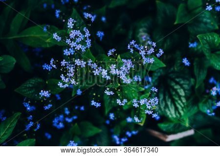 Blue Flowers Brunera. Blue Flowering Brunera Perennial Ground Cover Plant.
