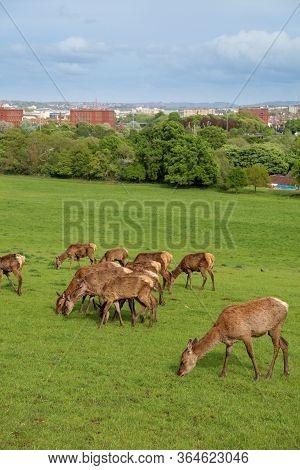 Red Deer (cervus Elaphus) In The Park In Bristol