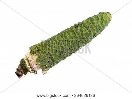 Mature Fruit Of The Monstera Deliciosa, With The Outer Green Sections Falling Off And Revealing The 