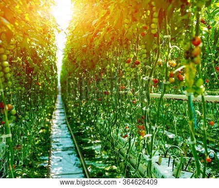 Beautiful Green Tomatoes Grown In A Greenhouse.