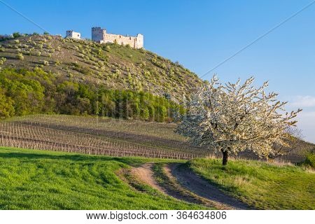 Spring landscape near Pavlov with Devicky ruins in Palava, Southern Moravia, Czech Republic