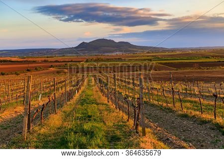 Vineyard Sonberk and Palava hills, Southern Moravia, Czech Republic