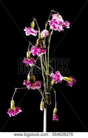 Wilted Clove Pink Flowers On The Dark Background