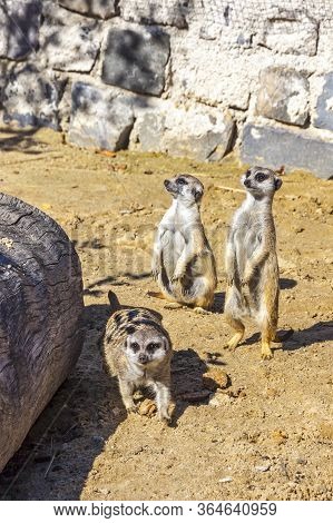 Family Of Meerkats Or Suricates (latin: Suricata Suricatta). It Is A Small Mongooses Characterised B