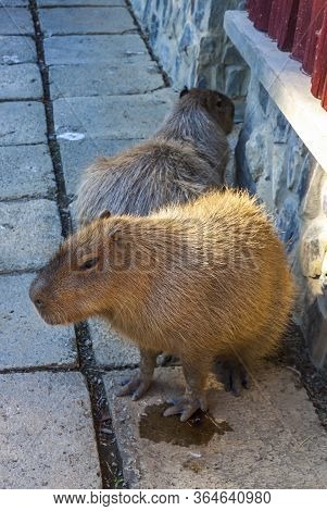 Capybara (latin: Hydrochoerus Hydrochaeris) Is A Giant Cavy Rodent Native To South America. It Is Th