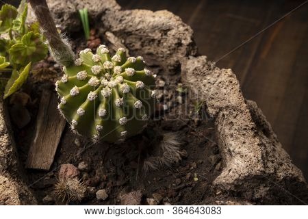 Echinopsis Subdenudata Cactus In Stone Plantpot With Wooden Background. Commonly Called Domino Cactu