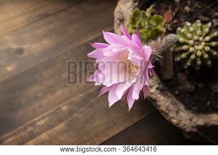 Echinopsis Subdenudata Flower On Wooden Background With Copy Space For Your Text. Commonly Called Do