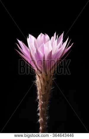 Echinopsis Subdenudata Flower Isolated On Black Background. Commonly Called Domino Cactus Or Easter 