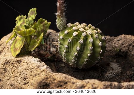 Echinopsis Subdenudata Cactus In Stone Plantpot With Black Background. Commonly Called Domino Cactus