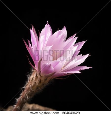 Echinopsis Subdenudata Flower Isolated On Black Background. Commonly Called Domino Cactus Or Easter 