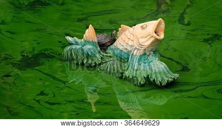 Small Turtle On The Back Of Fountain Fish Inside Green Pond In Ho Chi Minh City In Vietnam
