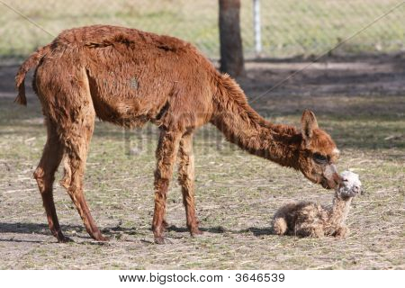 Alpaca