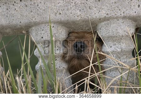 Small Dog Yorkshire Terrier Stuck Out A Muzzle A Nose From A Crack In A Concrete Fence