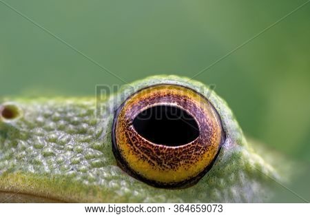 The Eye Of A Tiny Green Frog Only 15mm In Length, Capture In Macro