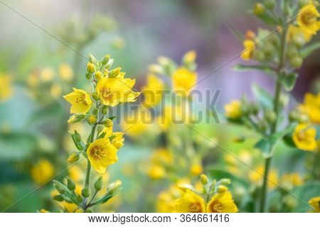 Yellow Bells Flowers Of Lysimachia Punctata, Dotted Loosestrife, Large Yellow Loosestrife Or Spotted