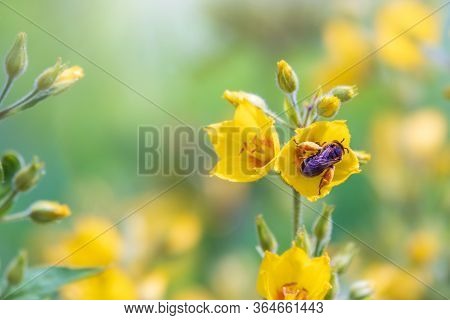 A Bee Collects Nectar From Yellow Flowers Of Lysimachia Punctata, Dotted Loosestrife, Large Yellow L