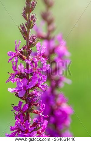 Summer Flowering Purple Loosestrife, Lythrum Tomentosum Or Spiked Loosestrife And Purple Lythrum On 