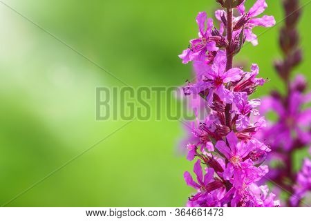 Summer Flowering Purple Loosestrife, Lythrum Tomentosum Or Spiked Loosestrife And Purple Lythrum On 